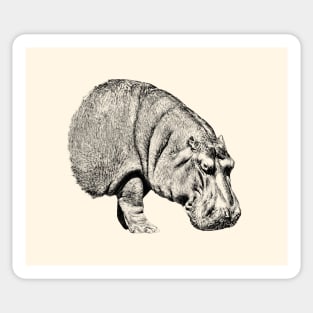 Hippopotamus Sticker